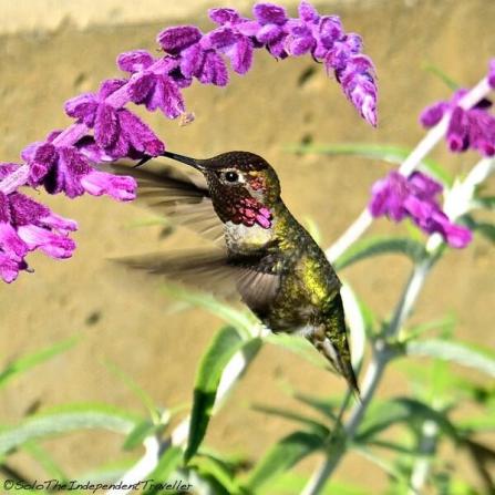 Though she lives in Australia, @123_ALLONS_Y took this lovely hummingbird shot in San Francisco, CA of all places! http://t.co/WKq2oNTQiW