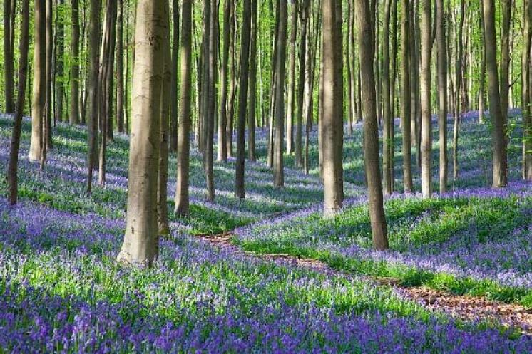 @ademandingwife of Belgium shared this beautiful spring forest path with us: pic.twitter.com/3l0qAObQ93