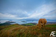 Great scot--is that a mini woolly mammoth? No, they're extinct--but that is a new friend Alex Elliott (@AJElliottPhoto) of Scotland made during a recent hike: https://twitter.com/AJElliottPhoto/status/539510548665098240/photo/1
