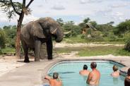 Jodi (@AlpineResort) of Canada caught this wild elephant near--VERY near--a swimming pool in Botswana. You'd think the mood would be one of chaos and fear, but these people appear either calm or extremely surprised: pic.twitter.com/xoX58e4fOT