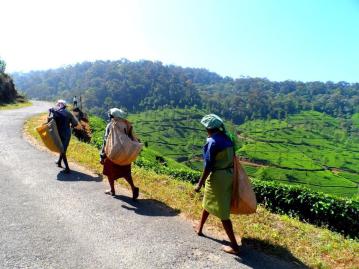 From the tea fields of India, Ayla (@MrsAylaAdvnture) of the UK photographed these women working hard--barefoot. Routine there, but certainly not in the UK! pic.twitter.com/wunXmyfCmp