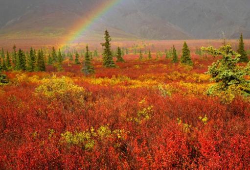 Bhadri Kubendran (@bhadrikubendran) of India showcased this incredibly colored rainbow's end in Alaska's Denali in Autumn: 500px.com/photo/56039612