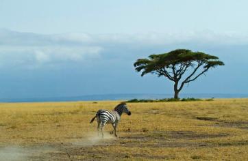 Dani Blanchette (@goingnomadic) of the USA relished in photographing while on safari in Kenya: https://twitter.com/goingnomadic/status/547133955023982592/photo/1