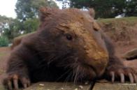 We talk about wombats a lot, but few get to see them up close! Thanks for this, Dorothee (@DoroLef) of Germany: https://twitter.com/DoroLef/status/501458028022235137/photo/1