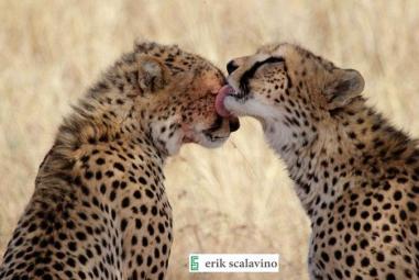 Erik Scalavino (@E_Scal) of the USA fell in love and wrote a book about his favorite parts of Africa, and then made us fall in love with this adorable photo: pic.twitter.com/twNdxRgtM5