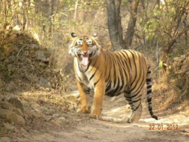 Kanishka (@kp1200) of India got lucky--and happy--when he came upon his favorite tiger-in-the-wild moment. Is the tiger smiling too? pic.twitter.com/HLYpeZst8y