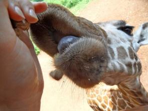 Lottie Gross (@lortusfleur) of the UK got right up to a giraffe's mouth while in Kenya: http://t.co/T8R34jbiSE