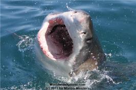 Marisa Meisters (@WorldwideXplore) of the USA caught--yes, it's true--a Great White lunging a wee bit too close. Awesome! http://ow.ly/i/5jmgm/original