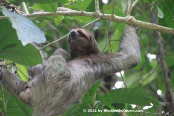 Guest co-host Marisa (@WorldwideXplore) of the USA caught a lovely sloth mid-relaxation in Costa Rica: pic.twitter.com/OvDjqxl1FS