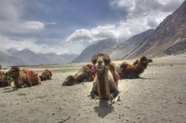 ..and Preshit Shah (@Searchofnirvana) of India got this awesome camel pic in Ladakh: http://t.co/3SsPfv73Zt