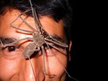 Rachel Lishman (@rachellishman) of the UK got up close with spiders in Brazil--but not as close as her guide got! https://twitter.com/rachellishman/status/501451365261258753/photo/1