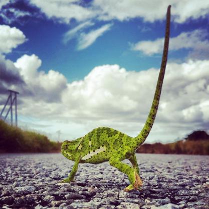 Rory Alexander (@Rory_Alexander) from South Africa dropped in for a chat--and to share some awesome photos, like this cool perspective of a chameleon in his country's national park: https://twitter.com/Rory_Alexander/status/539517870422908929/photo/1