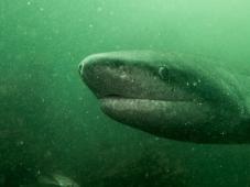 If this eerie shot of a sevengill cowshark, taken by Rory Alexander (@Rory_Alexander) of South Africa doesn't give you the heebie jeebies, well...https://twitter.com/Rory_Alexander/status/562342704794062849/photo/1