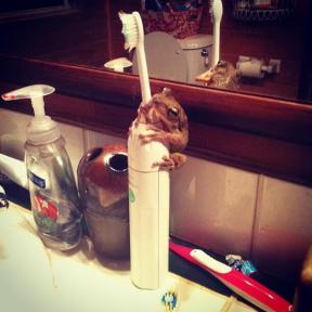 Shannon (@lavidashannon) of Anguilla got an unexpected surprise when going to brush her teeth: pic.twitter.com/XeWigG370p