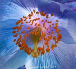Co-host Stephen Studd (@StephensPhotos) of the UK got up close and personal with a beautiful Himalayan poppy: pic.twitter.com/00ZYZ0YPmu