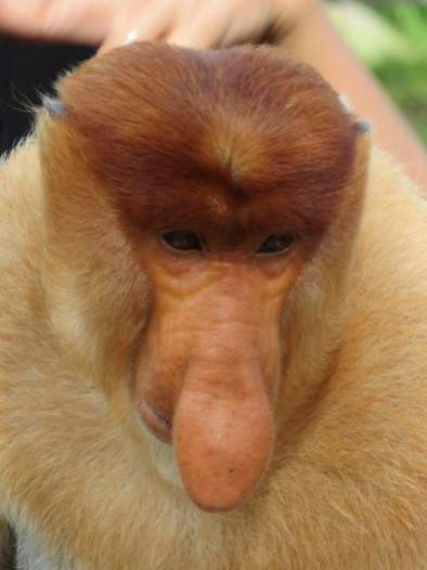 @WayfaringFamily of the USA captured this protected proboscis monkey in Malaysia. Many find it ugly, but we don't! pic.twitter.com/MIw0RCrXzP
