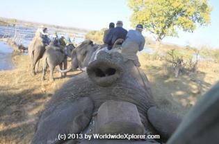Marisa Meisters (@WorldwideXplore) of the USA caught this funny elephant trunk shot in Zambia: http://ow.ly/i/4kUqZ