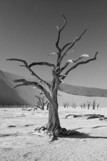 Co-host Savannah Grace (@Sihpromatum) of Holland showed off one of her best shots: THis B&W tree in Namibia: https://twitter.com/Sihpromatum/status/514132822798655488/photo/1