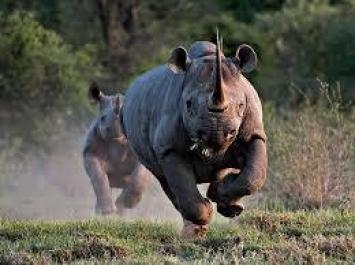 @davidglobalag caught this incredible rhino-running shot in Kenya. I just wish it were bigger! https://twitter.com/davidglobalag/status/521741528742367232/photo/1