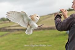 Rachel (@vagabondbaker) of Scotland caught this beautiful owl stopped in motion: https://twitter.com/vagabondbaker/status/521748034779361281/photo/1