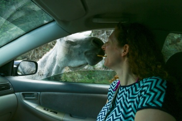 Me feeding a wild donkey in St. John